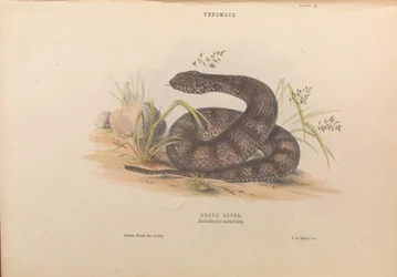 Doodadder, Acanthophis antarctica